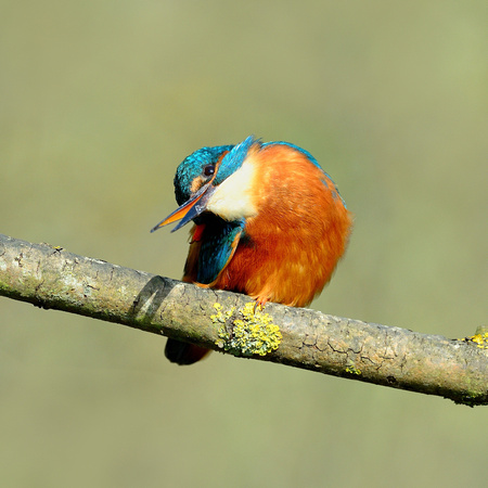 Kingfisher. (Alcedo atthis)