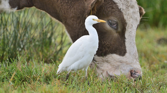 Cattle Egret (Bubulcus ibis) Tealham Moor,Somerset.