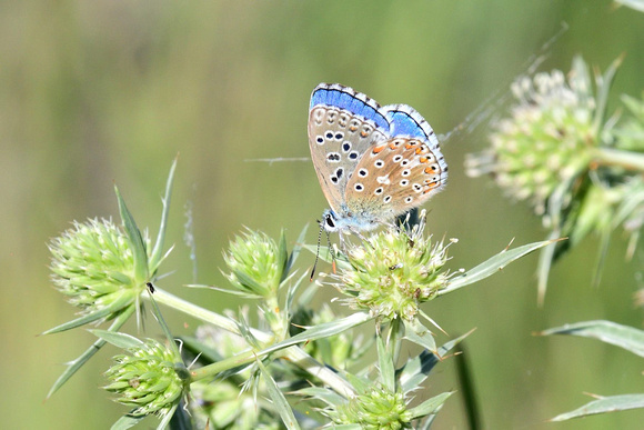 Adonis Blue (Lysandra bellargus) Charente-Maritime.