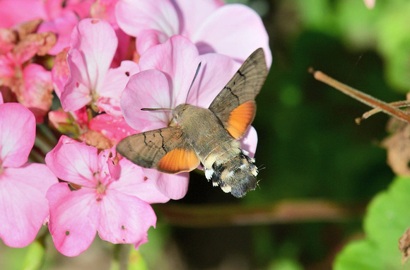Hummingbird hawk-moth  (Macroglossum stellatarum)