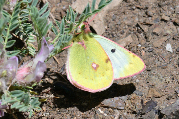 Mountain Clouded Yellow (Colias phicomone) Alpes-Maritimes, France