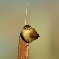 Wren [Troglodytes troglodytes)