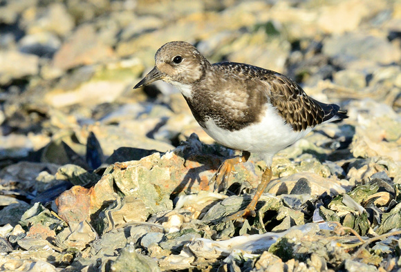 Turnstone (Arenaria interpres) Point St Clement,Charente-Maritime, France.
