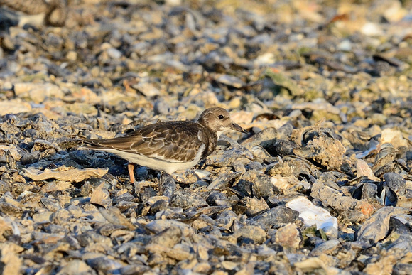 Turnstone (Arenaria interpres) Point St Clement,Charente-Maritime, France.