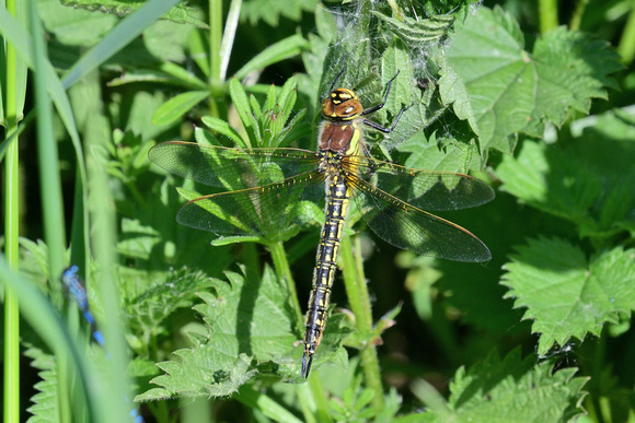Hairy Dragonfly (Brachytron pratense) Shapwick heath, Somerset.