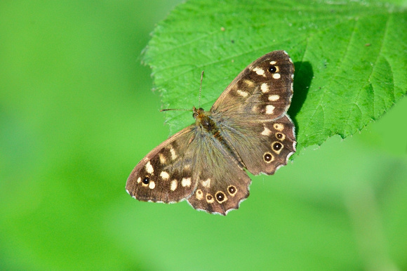 Speckled Wood  Westhay NNR, Somerset.