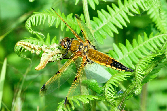 Four-spotted Chaser (Libellula quadrimaculata)   Shapwick heath, Somerset.