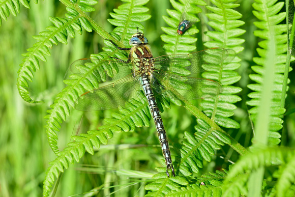 Brachytron pratense (Hairy Dragonfly) Male.