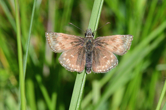 Dingy Skipper (Erynnis tages)   Cotley Hill ,Wiltshire