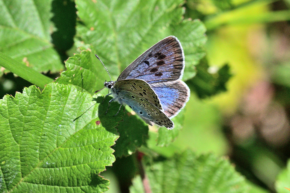 Female Large Blue (Maculinea arion)  Somerset.