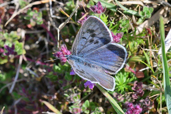 Large Blue (Maculinea arion)  Somerset.