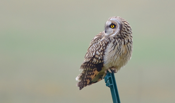Short-eared Owl. (Asio flammeus)   Tealham Moor,Somerset.