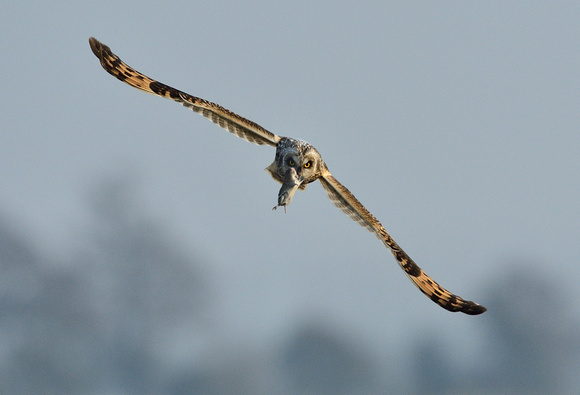 Short-eared Owl. (Asio flammeus)   Tealham Moor,Somerset.