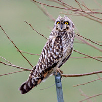 Short-eared Owl. (Asio flammeus)