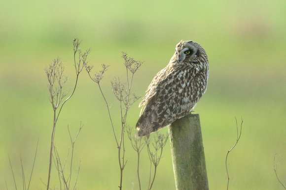 Short-eared Owl. (Asio flammeus)  Tealham Moor,Somerset.