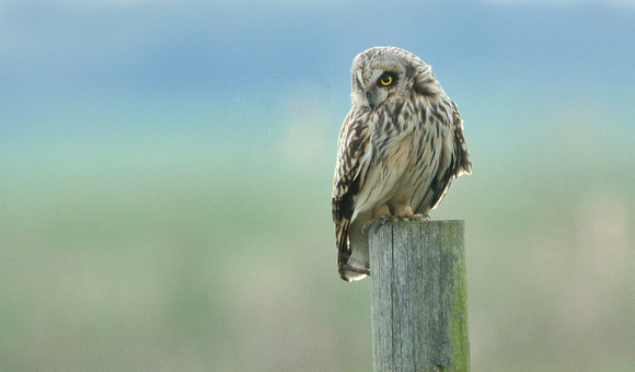 Short-eared Owl. (Asio flammeus) Tealham Moor,Somerset.