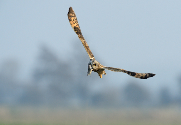 Short-eared Owl. (Asio flammeus)  Tealham Moor,Somerset.