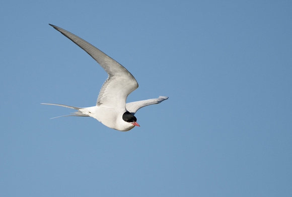 Arctic tern (Sterna paradisaea) Somerset.