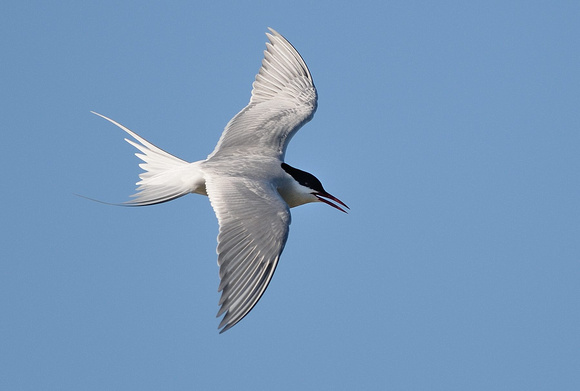 Arctic tern (Sterna paradisaea) Somerset.