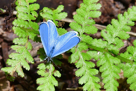 Holly Blue (Celastrina argiolus)  The Sweet Track  Shapwick Heath NNR, Somerset.