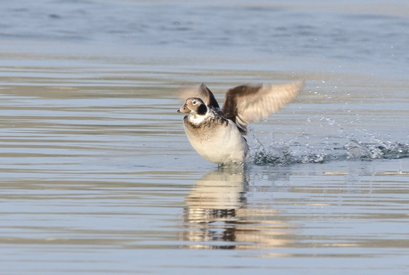 Long-tailed Duck (Clangula hyemalis) Cheddar reservoir.