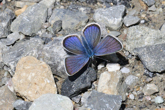 Mazarine Blue (Cyaniris semiargus)  Col d'Agnel, 2620  Hautes-Alpes, France.