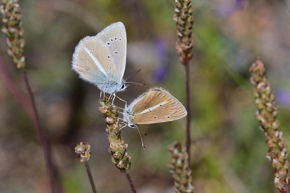 Damon Blue (Polyommatus damon)   Nevach,Vallée de la Clarée