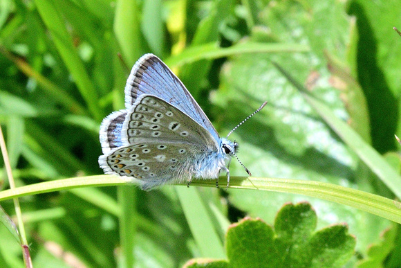 Eros Blue (Polyommatus eros)  Col d'Agnel, 2620  Hautes-Alpes, France.