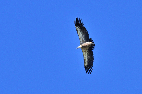 Griffon vulture (Gyps fulvus) Col d'Agnel, 2620  Hautes-Alpes, France.