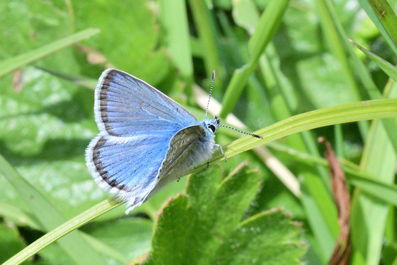 Eros Blue (Polyommatus eros)  Col d'Agnel, 2620  Hautes-Alpes, France.