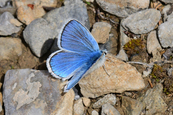 Turquoise Blue (Polyommatus dorylas)Col d'Izoard,  Hautes-Alpes, France.