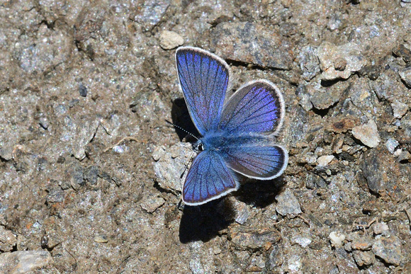 Mazarine Blue (Cyaniris semiargus)  Col d'Agnel, 2620  Hautes-Alpes, France.
