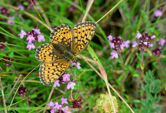 Twin-spot Fritillary (Brenthis hecate)  Lot, France.