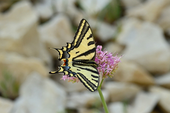 Southern Swallowtail (Papilio alexanor)  Alpes-de-Haute-Provence,France.