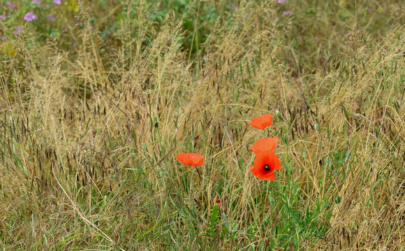 Coquelicots  Lot, France.