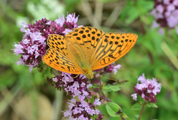 Silver-washed Fritillary (Argynnis paphia) Côte-d'Or,France.