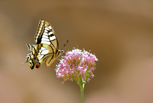 Swallowtail (Papilio machaon)  Alpes-de-Haute-Provence,France.