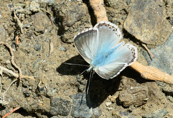 Chalkhill Blue (Polyommatus coridon) Hautes-Alpes ,France.