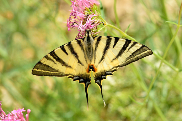 Scarce Swallowtail (Iphiclides podalirius) Alpes-de-Haute-Provence,France.