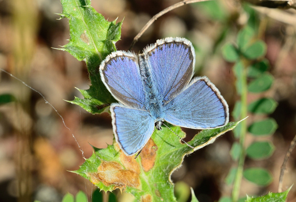 Male Idas Blue (Plebejus idas)  Alpes-de-Haute-Provence,France.