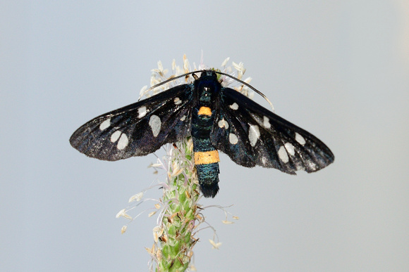 Nine-spotted moth  (Amata phegea ) ,Drôme.France.