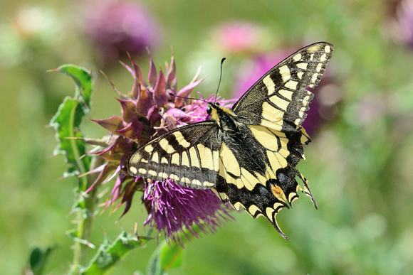 Swallowtail (Papilio machaon)    Hautes-Alpes ,France.
