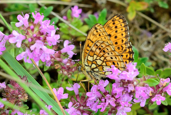 Twin-spot Fritillary (Brenthis hecate)  Lot, France.