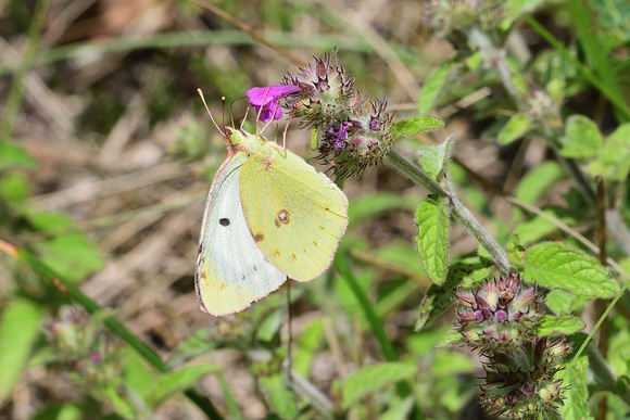 Berger's Clouded Yellow (Colias alfacariensis) Cote d'Or, France.