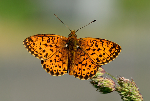 Marbled Fritillary (Brenthis ino) Hautes-Pyrénées,France.