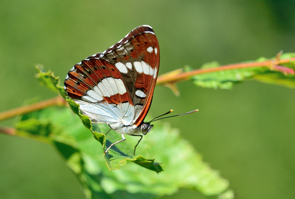 Southern White Admiral (Limenitis reducta) Allier France.