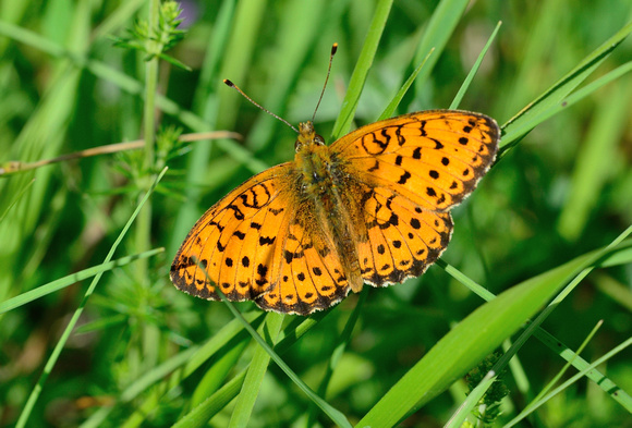 Lesser Marbled Fritillary (Brenthis ino) Hautes-Pyrénées,France.