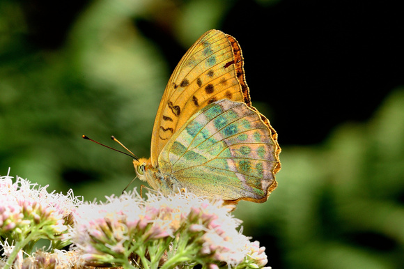 Male Silver-washed Fritillary (Argynnis paphia)  Allier,France.