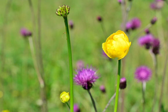 Globeflower  (Trollius europaeus) a common plant of  marshlands , Doubs.