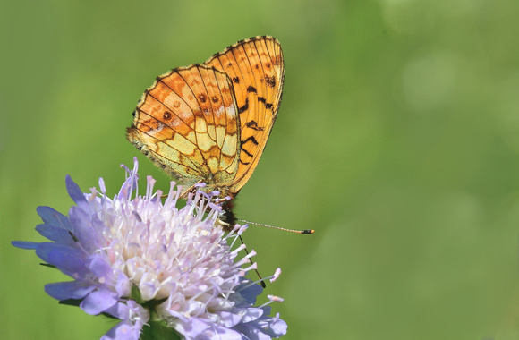 Lesser Marbled Fritillary (Brenthis ino) Doubs ,France.